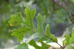 Bur oak